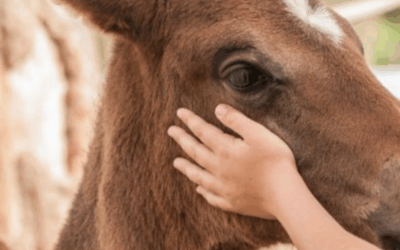 La Granja Escuela presenta su Esplai de Semana Santa 2025 del 14 al 17 de abril de 2025 en el Parque Natural del Montseny