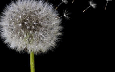 Paraules de nen: A grans problemes, solucions petites